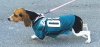 long dog